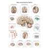 Anatomieposter