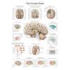 Anatomieposter