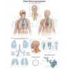 Anatomieposter