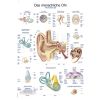 Anatomieposter