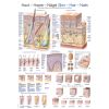 Anatomieposter
