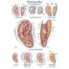 Acupunctuurposter