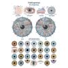 Irisdiagnose poster