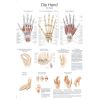 Anatomieposter