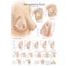 Anatomieposter