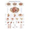 Anatomieposter