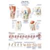 Anatomieposter