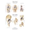 Anatomieposter