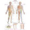 Anatomieposter