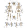 Laminated anatomieposter