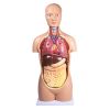 Seksloze torso