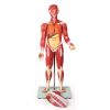 Gespierd figuur