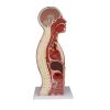 NG & Tracheostomie Torso