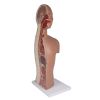 NG & Tracheostomie Torso - afbeelding 2
