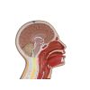 NG & Tracheostomie Torso - afbeelding 4