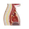 NG & Tracheostomie Torso - afbeelding 5