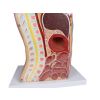 NG & Tracheostomie Torso - afbeelding 6