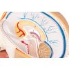 4 delen - EZ Augmented Anatomy - afbeelding 2