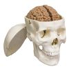 Human Brain