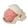 Anatomisch hersenmodel