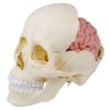 Anatomisch hersenmodel