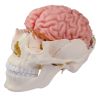 Anatomisch hersenmodel