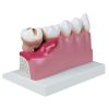 Tandheelkundig model