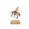Model werkbij (Apis mellifera), 25x vergroot, 3-delig