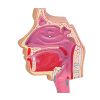 Menselijk ademhalingssysteem - EZ Augmented Anatomy - afbeelding 4