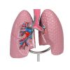 Menselijk ademhalingssysteem - EZ Augmented Anatomy - afbeelding 5