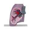 levensgroot - EZ Augmented Anatomy - afbeelding 2