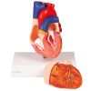  2 delen - EZ Augmented Anatomy - afbeelding 2