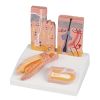 Huid-haar-nagel desktopmodel - EZ Augmented Anatomy