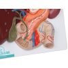 pancreas en twaalfvingerige darm - afbeelding 2