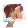 pancreas en twaalfvingerige darm - afbeelding 3