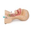 Simulator voor tracheostomiebeheer