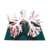 Bronchoscopie trainer - afbeelding 2