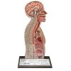 Nasogastrische intubatiemodel