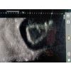SonoEZ echografietrainer 'Hondennier' - afbeelding 5