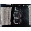 SonoEZ echografietrainer 'Hondennier' - afbeelding 6