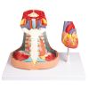 Mediastinum