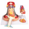 Mediastinum