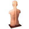 Schijftorso
