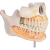 Permanente tandenmodel - afbeelding 2