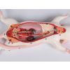 Dissectiemodel van ratten - afbeelding 4