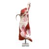 Model half rundkarkas (stier), ware grootte