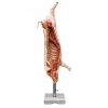 Model half varkenskarkas, ware grootte