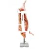 Model half varkenskarkas, ware grootte
