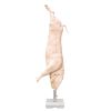 Model half varkenskarkas, ware grootte