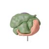 Model schapenmaag, 2-delig, 1/3 ware grootte